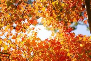 primer plano de las hojas del árbol de arce durante el otoño con cambio de color en la hoja en amarillo anaranjado y rojo, caída de la textura de fondo natural concepto de otoño