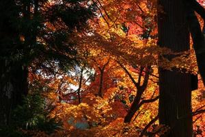 primer plano de las hojas del árbol de arce durante el otoño con cambio de color en la hoja en amarillo anaranjado y rojo, caída de la textura de fondo natural concepto de otoño foto