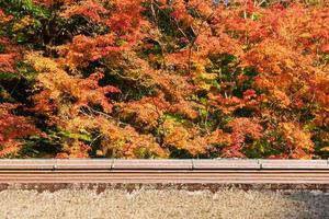 árbol de arce durante la temporada de otoño en cambio de color amarillo, rojo, naranja con techo de tradición antigua del santuario del templo