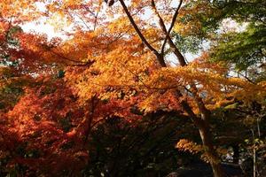 primer plano de las hojas del árbol de arce durante el otoño con cambio de color en la hoja en amarillo anaranjado y rojo, caída de la textura de fondo natural concepto de otoño foto