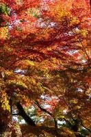 Close up Of Maple Tree leaves During Autumn with color change on leaf in orange yellow and red, falling natural background texture autumn concept photo