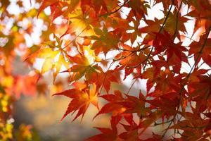 Close up Of Maple Tree leaves During Autumn with color change on leaf in orange yellow and red, falling natural background texture autumn concept photo