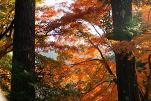 Close up Of Maple Tree leaves During Autumn with color change on leaf in orange yellow and red, falling natural background texture autumn concept photo