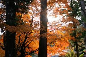 primer plano de las hojas del árbol de arce durante el otoño con cambio de color en la hoja en amarillo anaranjado y rojo, caída de la textura de fondo natural concepto de otoño foto