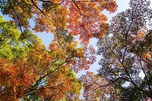 primer plano de las hojas del árbol de arce durante el otoño con cambio de color en la hoja en amarillo anaranjado y rojo, caída de la textura de fondo natural concepto de otoño foto