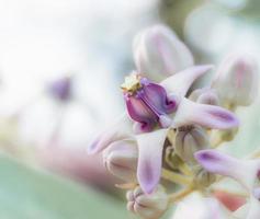 Closeup fresh Calotropis purple and pink color in nature with bright sunlight,Crown flower pink and purple color photo