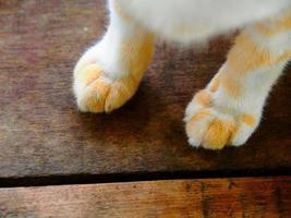 pata de gato en madera, pata de gato de primer plano sobre fondo de madera. pie de gato, pata de gato vintage foto