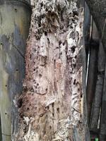 weathered tree trunk texture. natural background photo