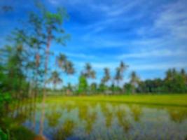 defocused abstract background of ricefield at Lombok island, Indonesia photo