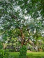 defocused abstract background of shady trees in the garden photo