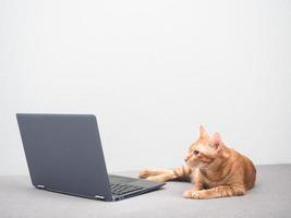 lindo gato acostado en el sofá y mirando la computadora portátil en casa fondo de pared blanca foto