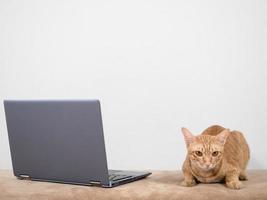 lindo gato yacía en el sofá con una computadora portátil mirando a la cámara en el fondo de la pared blanca en casa foto