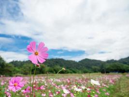 Cosmos flower pink color in the flower field with mountain view background blue sky landscape photo