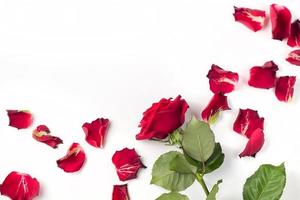 Red roses and rose petals isolated on white photo