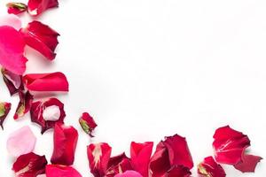 Rose flowers petals on white background. Valentines day background. Flat lay, top view, copy space. photo