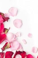 Rose flowers petals on white background. Valentines day background. Flat lay, top view, copy space. photo