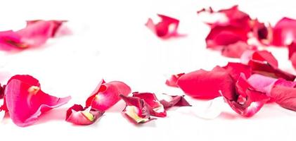 Rose flowers petals on white background. Valentines day background. Flat lay, top view, copy space. photo