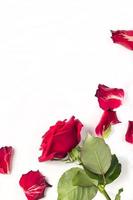 Red roses and rose petals isolated on white photo