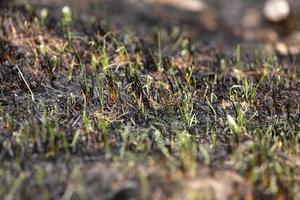 burned grass from fire. Brown natural background. Burned land, grass and leaves in spring wood. Horizontal color photography. selective focus photo