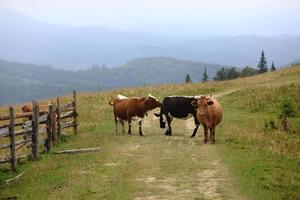 paisaje nublado de otoño con rebaño de vacas rojas pastando en pastos verdes frescos de montaña en el fondo. ganado pastando en el campo. calendario para 2021. año del toro foto