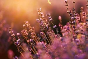 close up of bushes lavender blooming scented fields on sunset. lavender purple aromatic flowers at lavender fields of the French Provence near Paris. photo