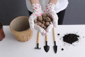 the process of preparing for plant transplantation. hands of woman in stylish gloves holds drainage for houseplants photo