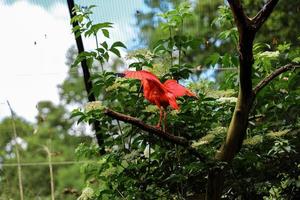 el ibis escarlata, eudocimus ruber sentado en el árbol. ibis rojo en fondo verde. ave acuática roja en el suelo en la hierba sobre un fondo verde. foto