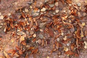 Texture background, very beautiful close up dry autumn fallen leaves on a wooden background. bright background of fallen autumn leaves photo