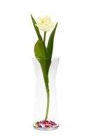 Three yellow tulips in a glass jar. Spring Flowers Tulips on white background photo