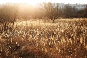 grass field outdoor autumn nature background on sunset. selective focus photo