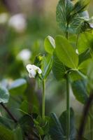 flowering garden pea, pisum sativum, in the garden. pea plant blossom. close up. photo