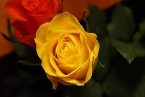 una mirada más cercana a un hilo de una rosa dentro de una casa local. Esta imagen muestra en detalle algunos patrones específicos