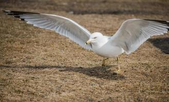 seagull standing on ground with wings spread photo