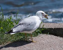 seagull eating on a rock near water photo