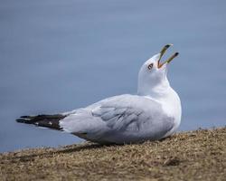 gaviota sentada con la boca abierta mirando al cielo foto