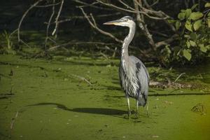 great blue heron standing in a marsh pond photo