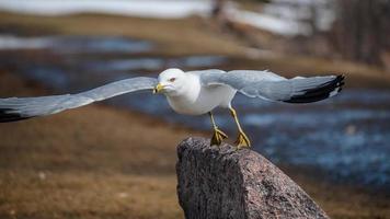 gaviota a punto de tomar vuelo foto