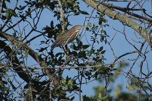 striated heron standing on a tree branch photo