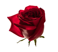 beautiful red rose. Generative AI. png