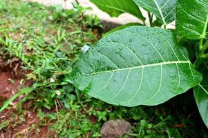 hojas verdes con gota de lluvia en el jardín de verano