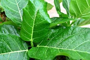 Green leaves with rain drops in summer garden photo