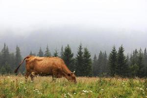 A red cow grazes in a summer meadow with mountains in the background. year of the bull. rural farm in the mountains. cattle grazing. photo