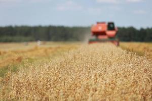 combine harvester driving through field collecting grain in summer. Harvesting of early grains and winter wheat. Agricultural machinery rides to camera collecting wheat. Cultivation of organic wheat. photo