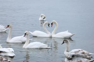 Flock swans swims in the pond. Wintering of wild birds in the city. Survival of birds, nature care, ecology environment concept, fauna ecosystem photo