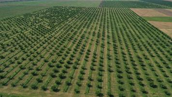 Aerial drone top view of rows of the green fruit trees plantation. Cultivated field landscape photo