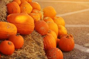 Orange pumpkins lying in the haystack. Pumpkin farmer's market. autumn harvest of vegetables.Harvest pumpkins. Autumn pumpkin season.October and November. The time of harvest. Halloween, Thanksgiving photo