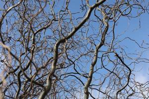 ramas desnudas de un árbol rizado sobre un fondo de cielo azul con nubes. enfoque selectivo foto