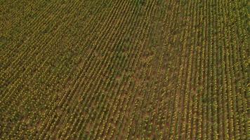 Bright yellow sunflower field in sunlight. Location place of Ukraine, Europe. Photo of ecology concept. Perfect natural wallpaper. Textural image of drone photography. Discover the beauty of earth