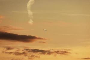 sky before sunset, birds in the sky. bird flying while sunset and twilight befor rainfall sky background photo