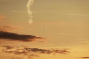 cielo antes del atardecer, pájaros en el cielo. pájaro volando mientras el atardecer y el crepúsculo antes de la lluvia cielo de fondo foto